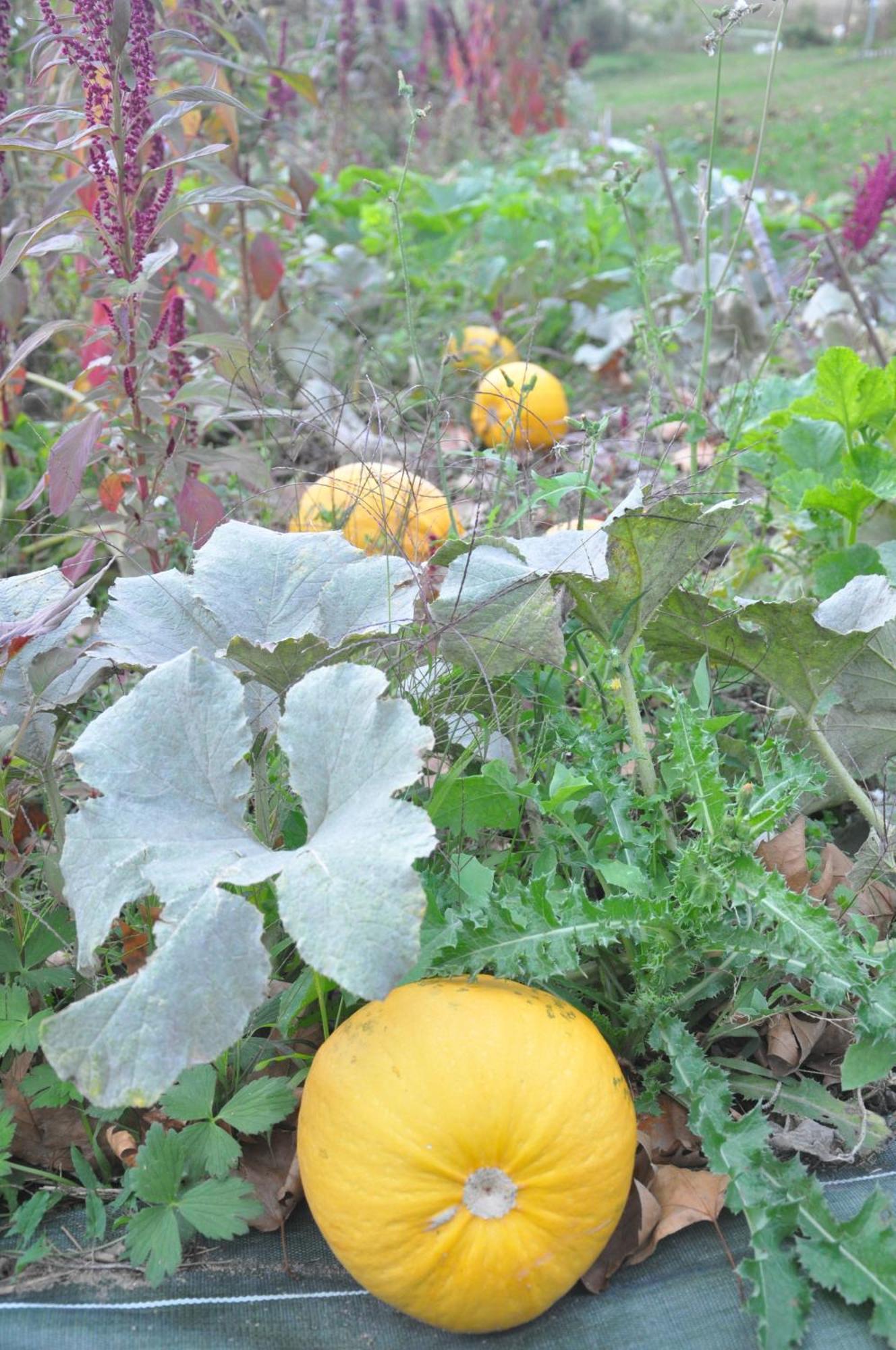 La Source, Vegetarian Guest House Chabeuil 외부 사진